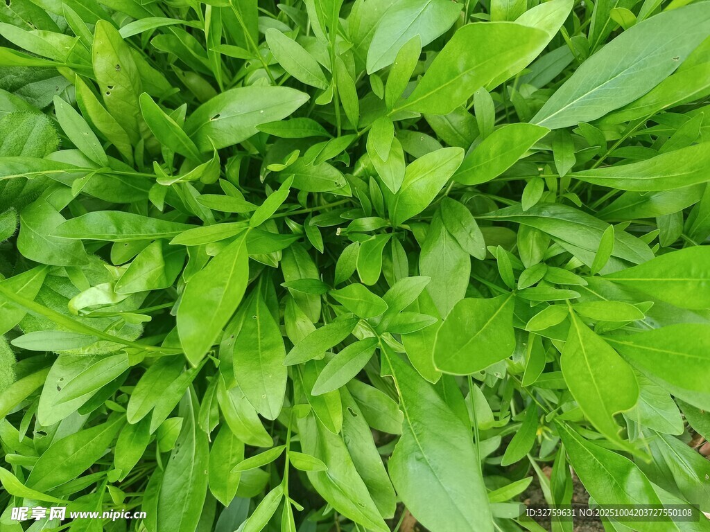翠绿鲜嫩的阔叶植物