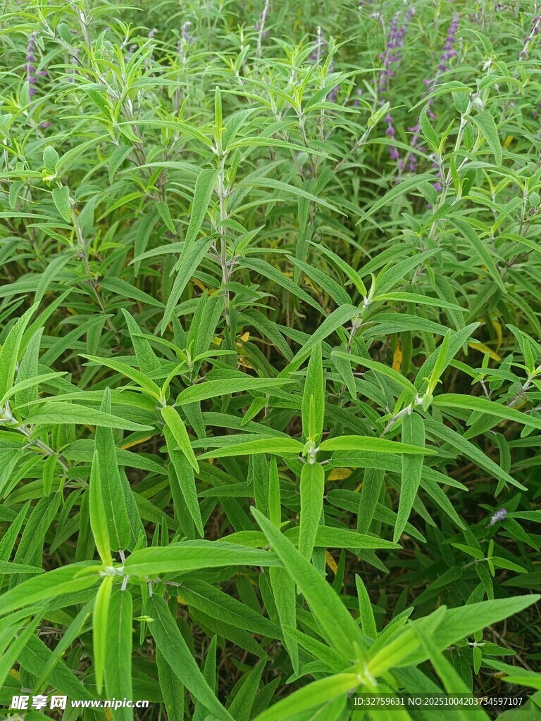翠绿繁茂的绿色植物景观