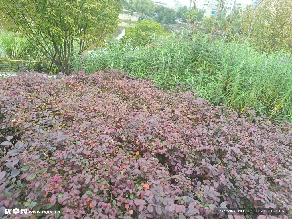 红叶植物景观