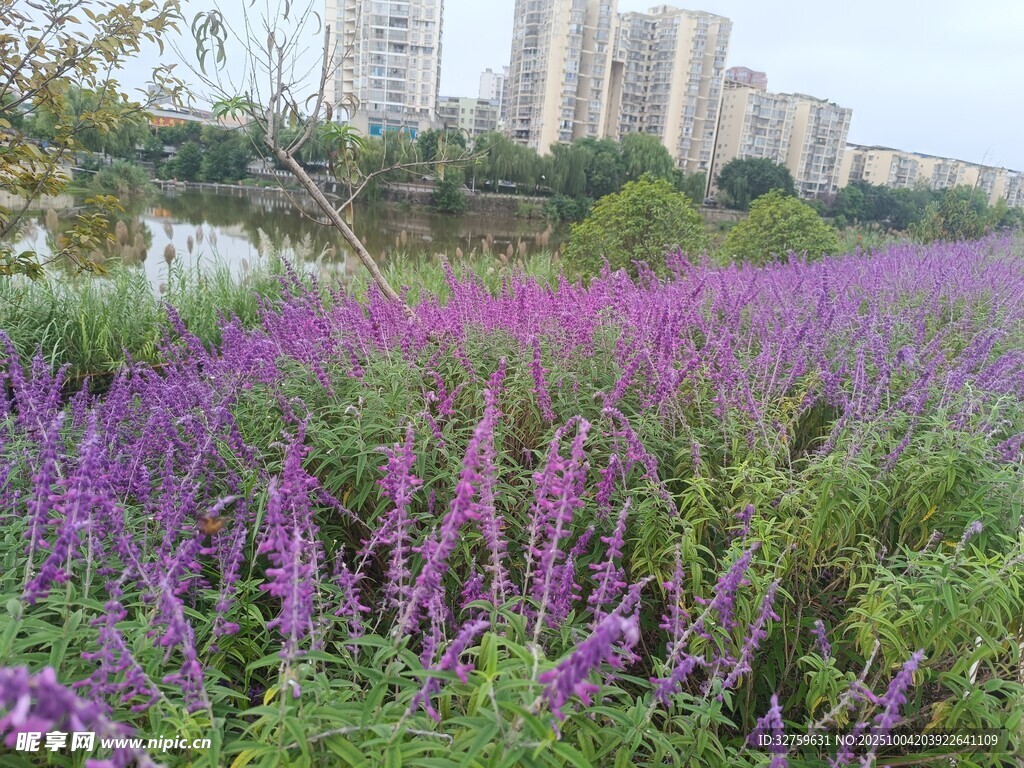 湖畔紫色花海美景
