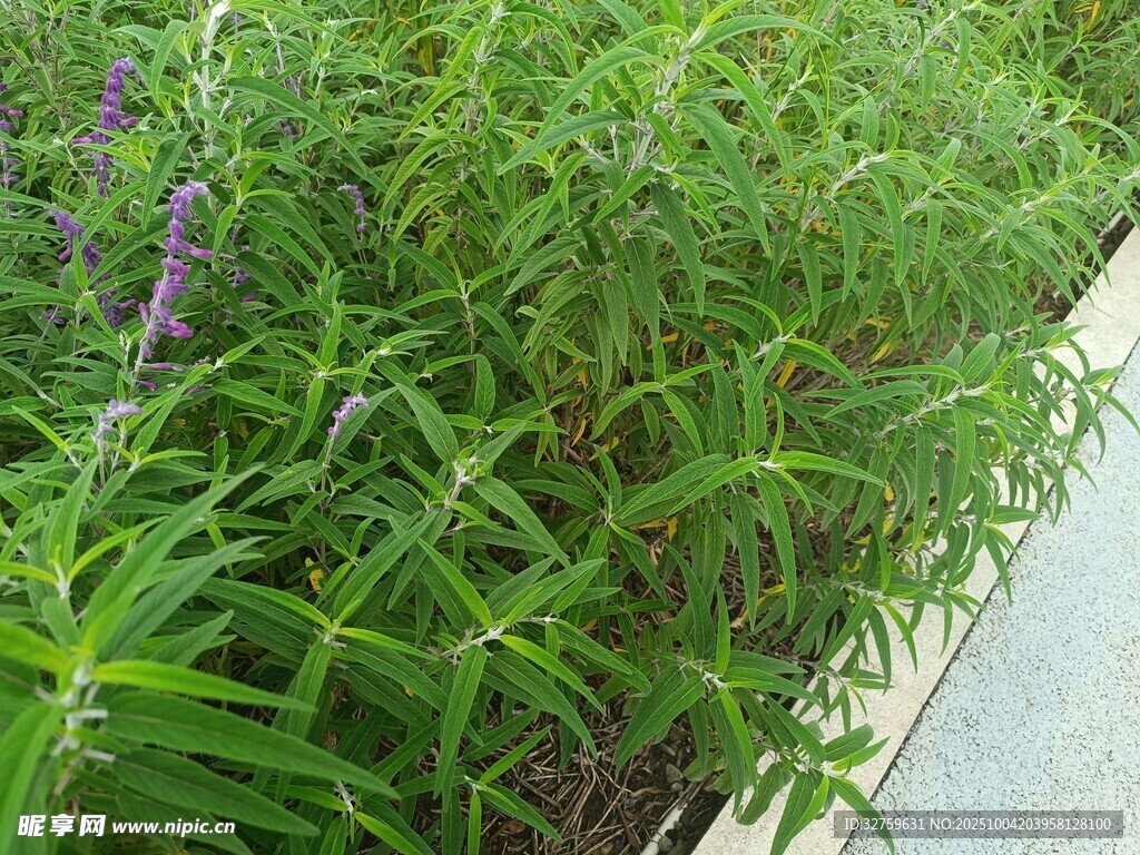 路边翠绿茂盛的草本植物