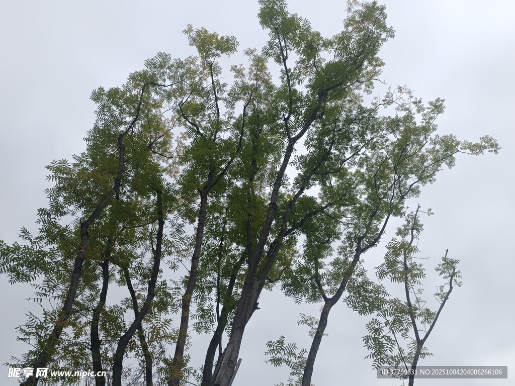 雨中挺立的绿树