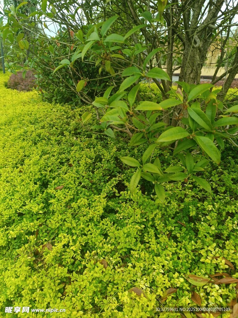 翠绿繁茂的地面绿植景观