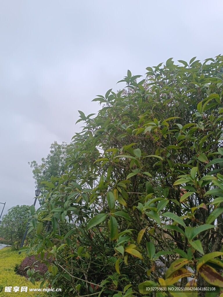 雨中葱郁绿植景观