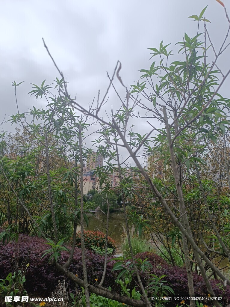 户外光秃树枝与绿植景观