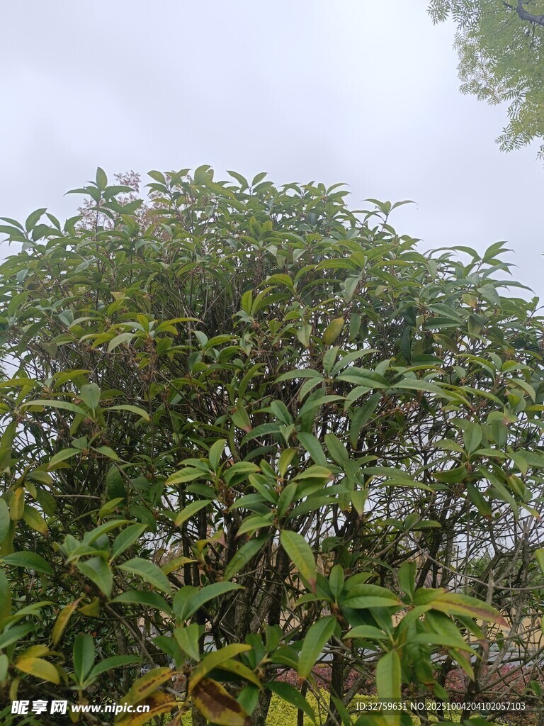 茂盛绿植