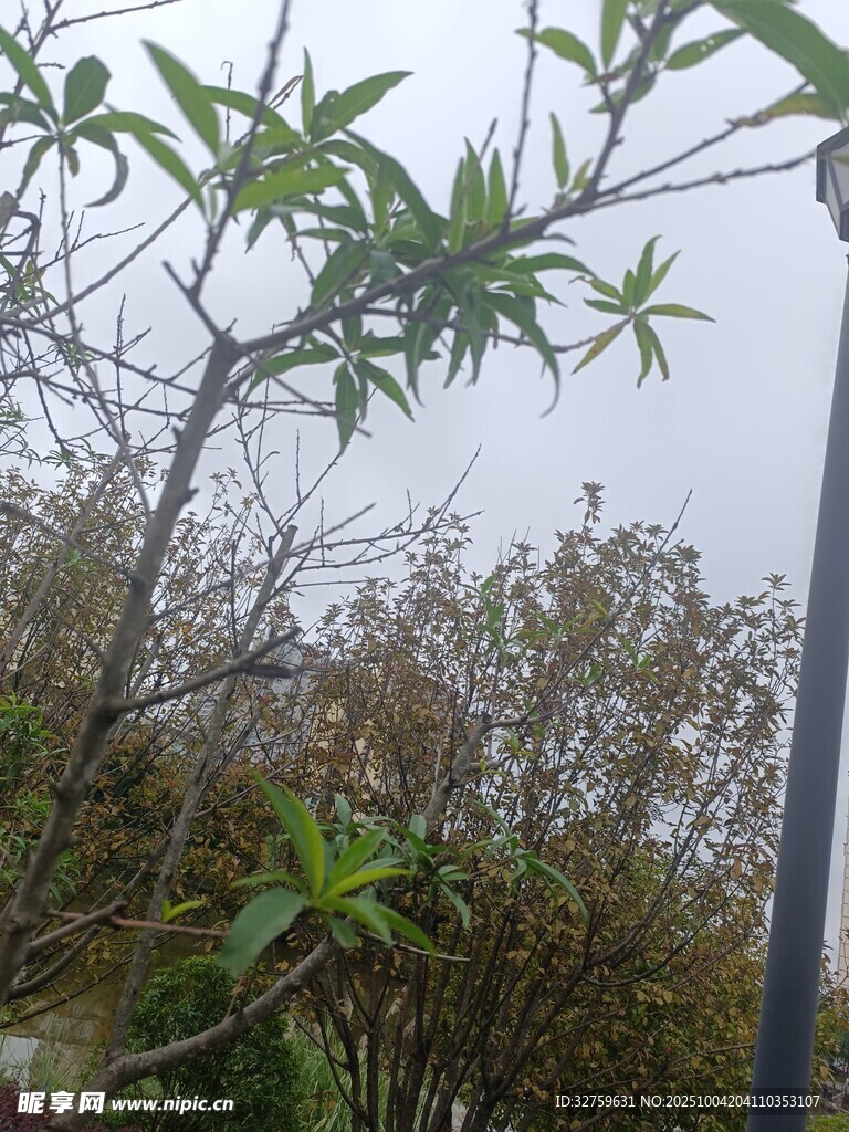 户外绿植景象