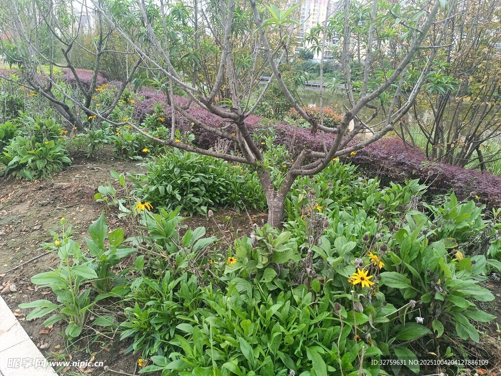 花园中的繁茂绿植与花卉