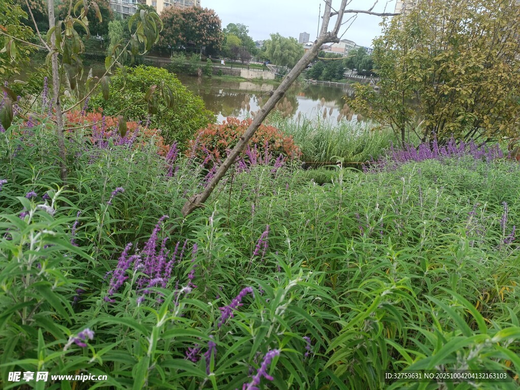 野外繁茂花草景观