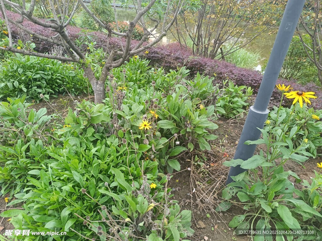 倒下树木旁的花草景观