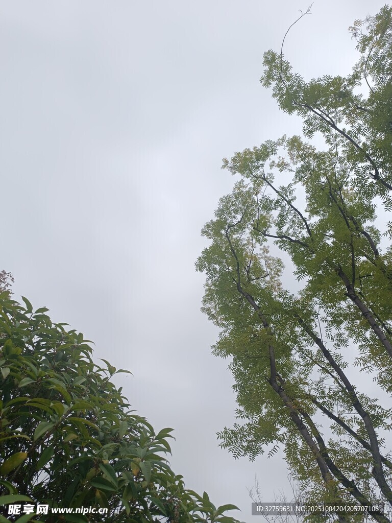 阴天中的繁茂绿树