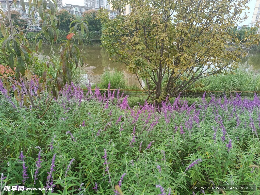 湖畔紫色花丛与绿植景观