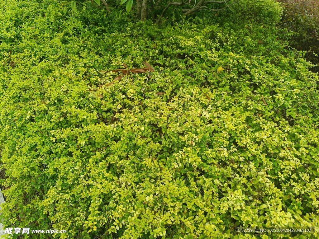 翠绿繁茂的地面绿植景观