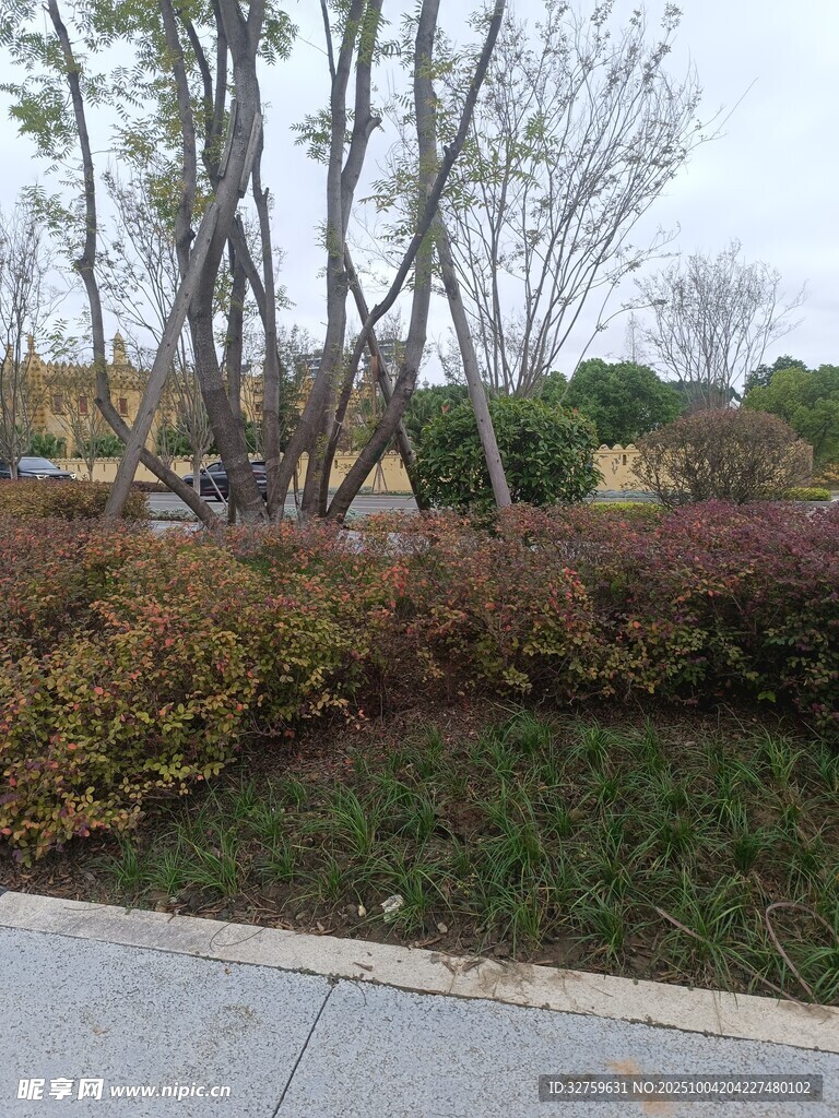 路边绿植景观
