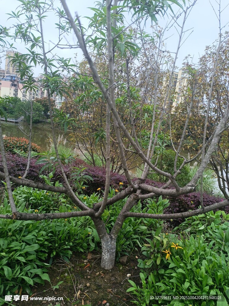 盘绕树枝的藤蔓景观