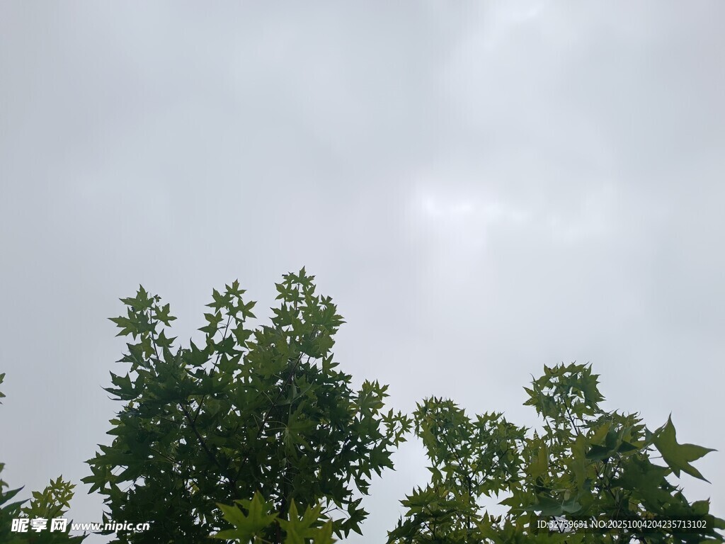 树梢之上的朦胧天空