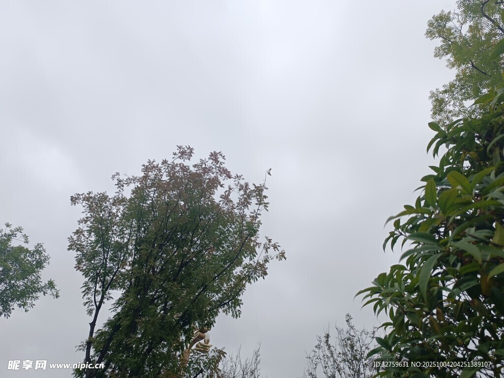 云雾中挺立的葱郁树木