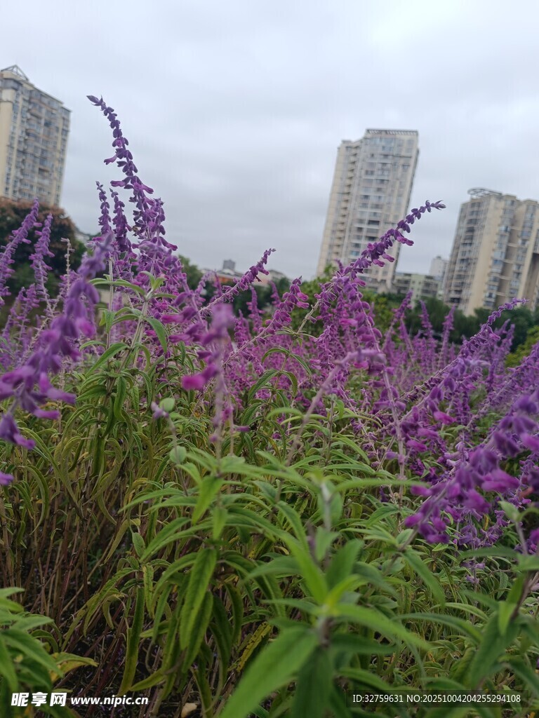 城市中绽放的紫色花卉景观