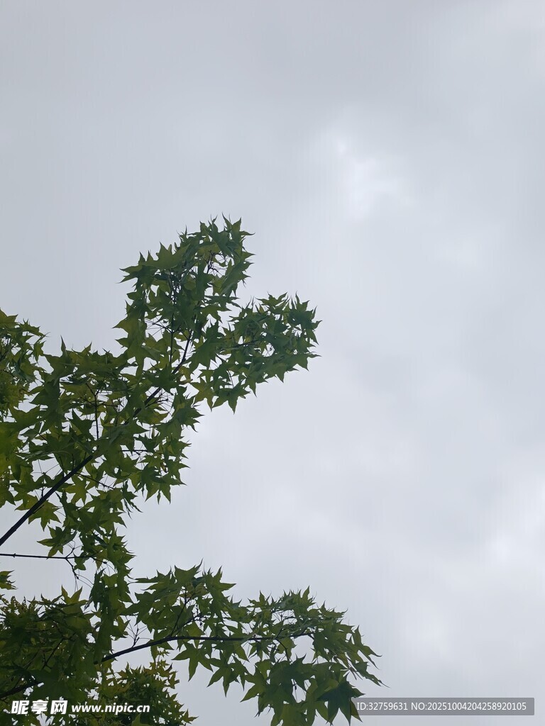枝叶伸展于灰白天空下