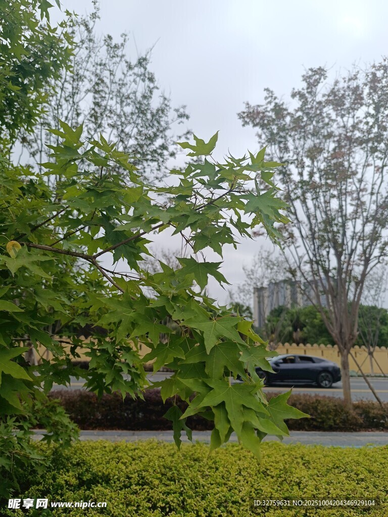 户外绿树景观