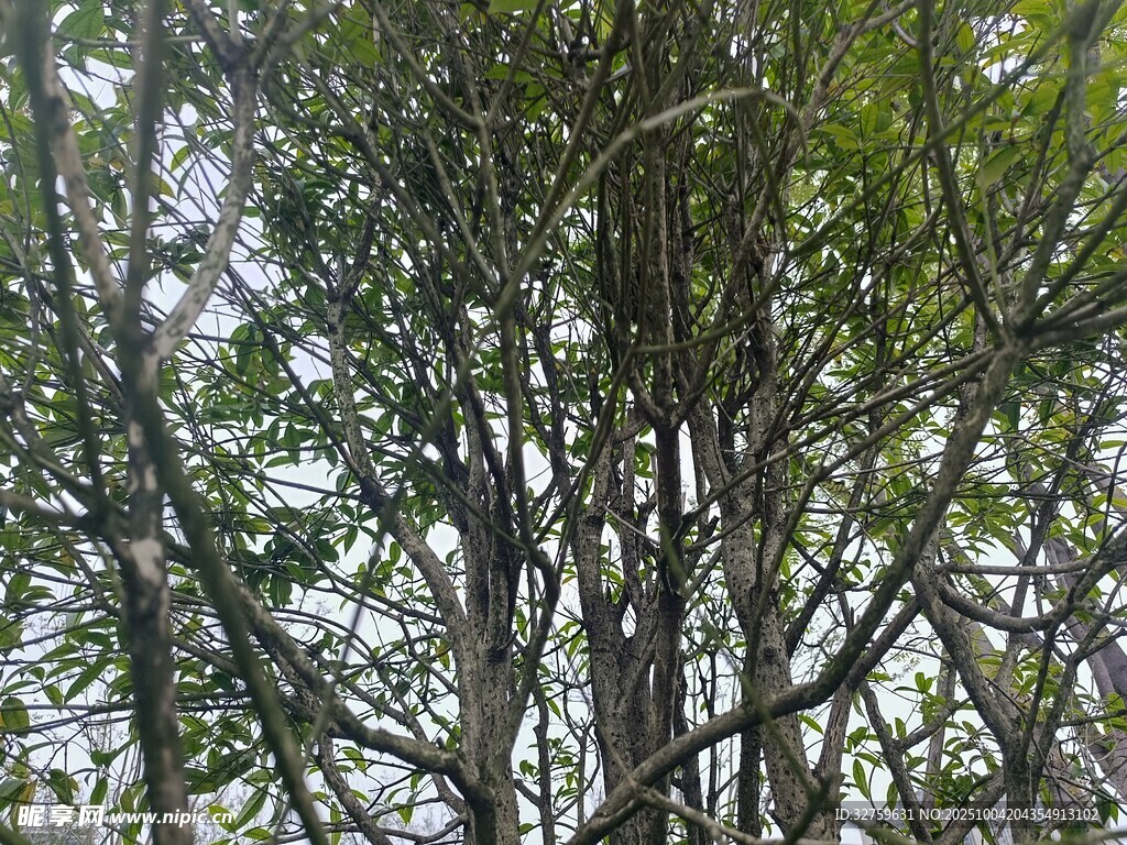 茂密树林中的繁茂树木