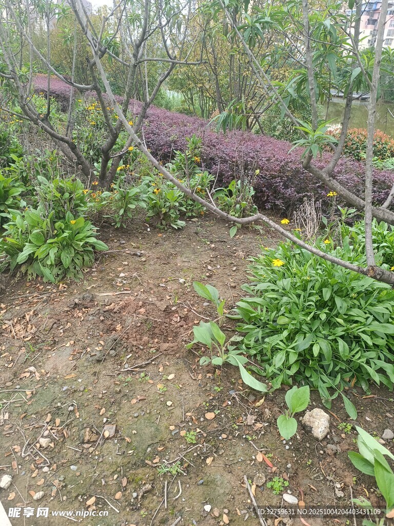野外倒地树干与丛生植物