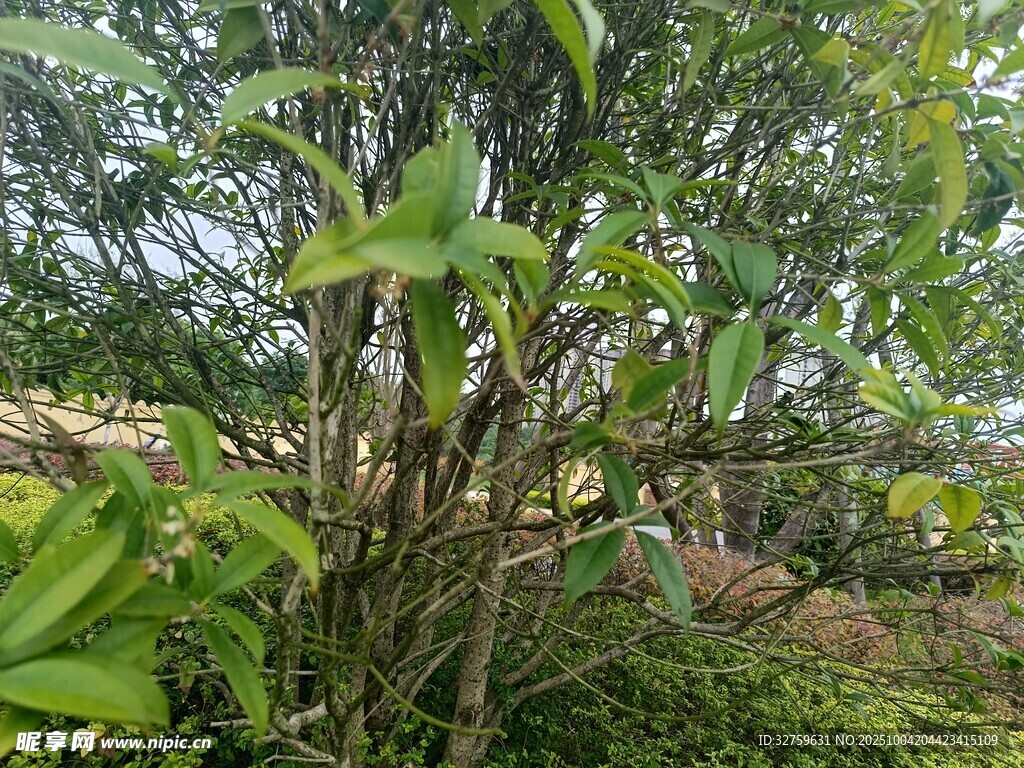 繁茂绿植 
