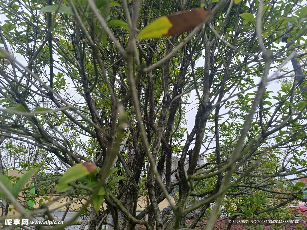繁茂树枝与多彩树叶景观