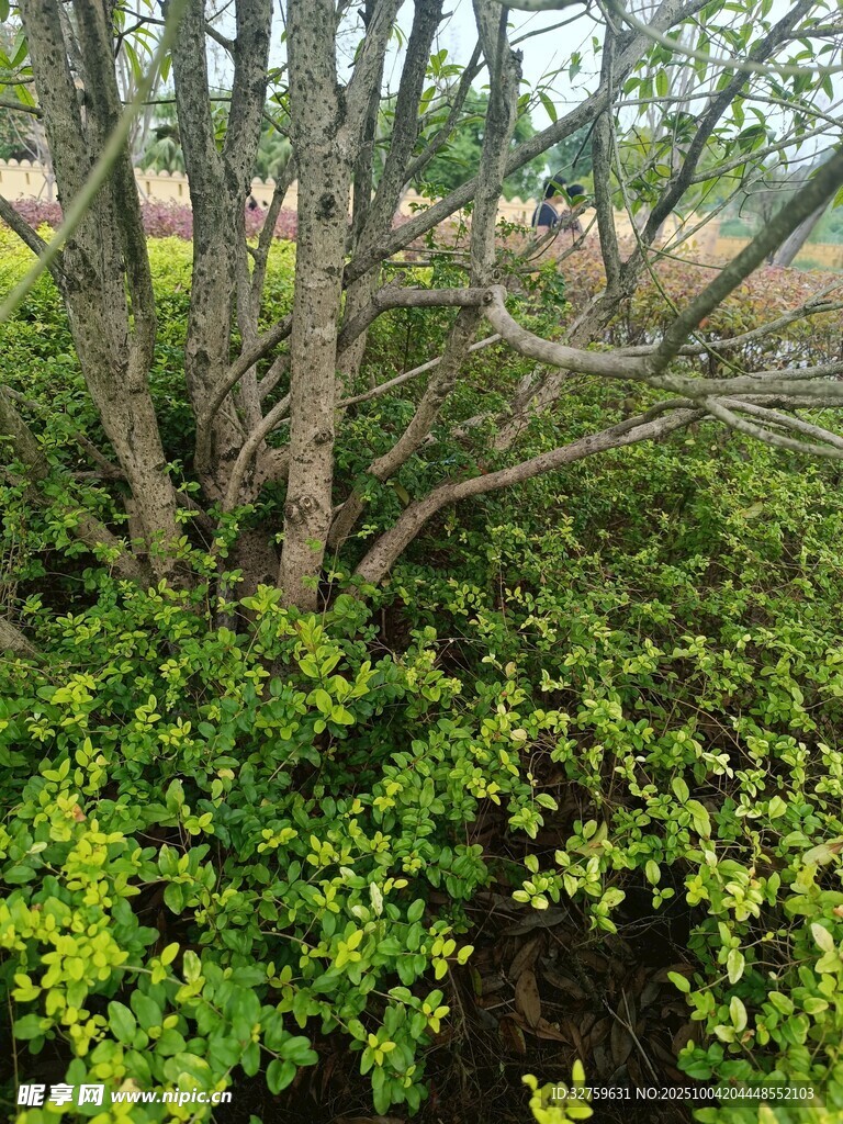 繁茂绿植中的树木景观