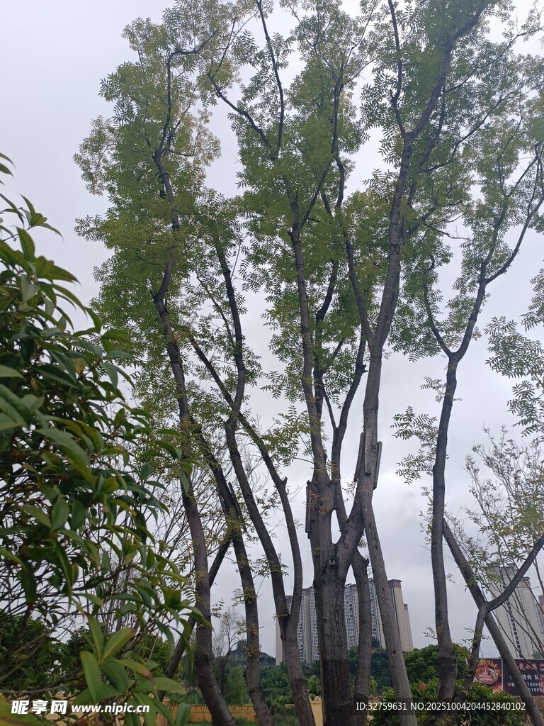 树林中的高耸树木