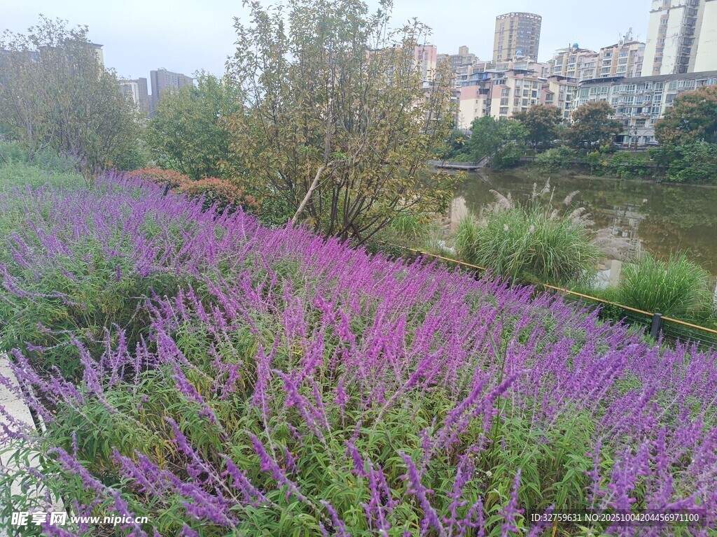 河畔紫色花海美景