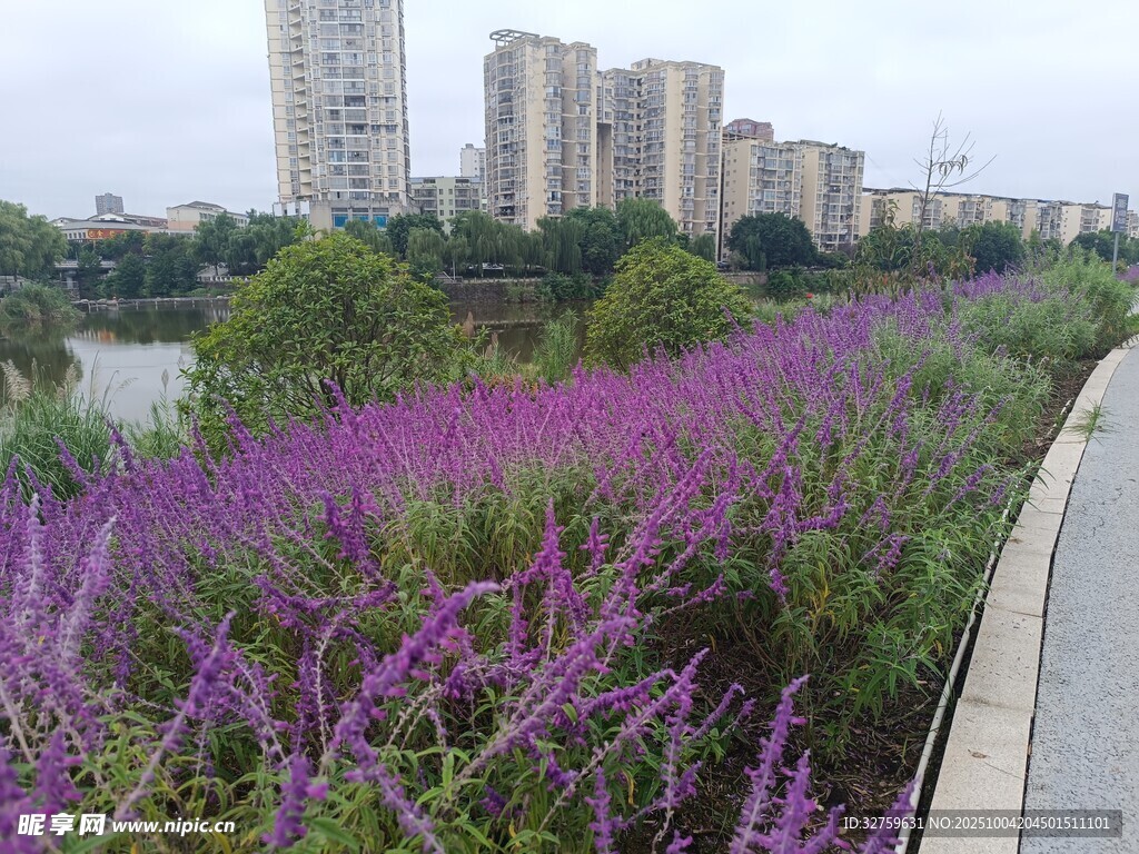 城市河畔紫色花卉景观