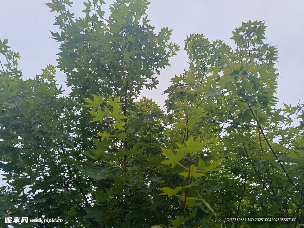 夏日葱郁树林