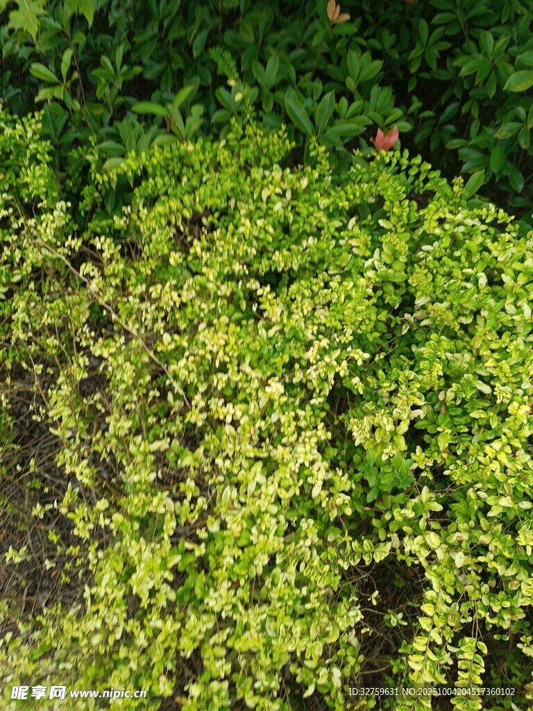 翠绿繁茂的垂蔓植物