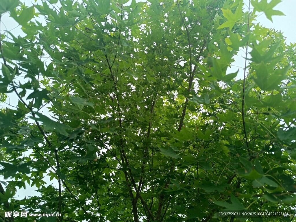 繁茂绿树 