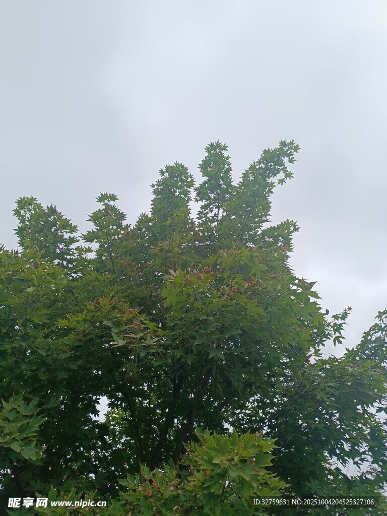 绿树映灰天