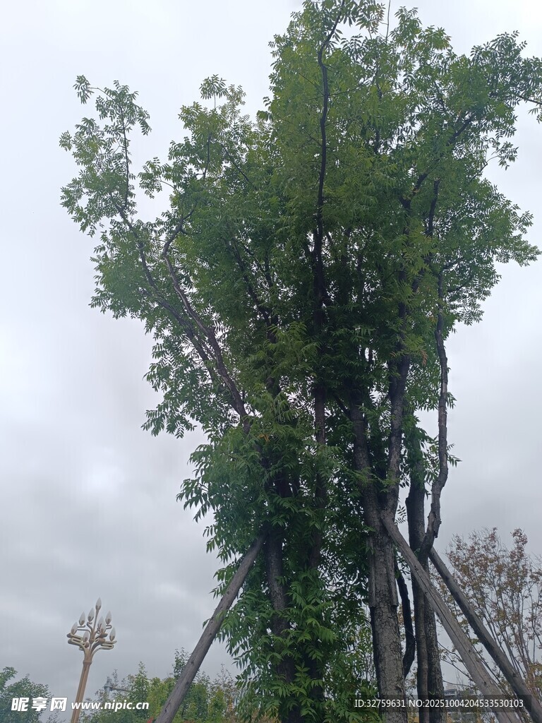 雨中高大树木与攀爬设施