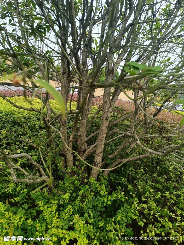 繁茂树林中的枝干景观