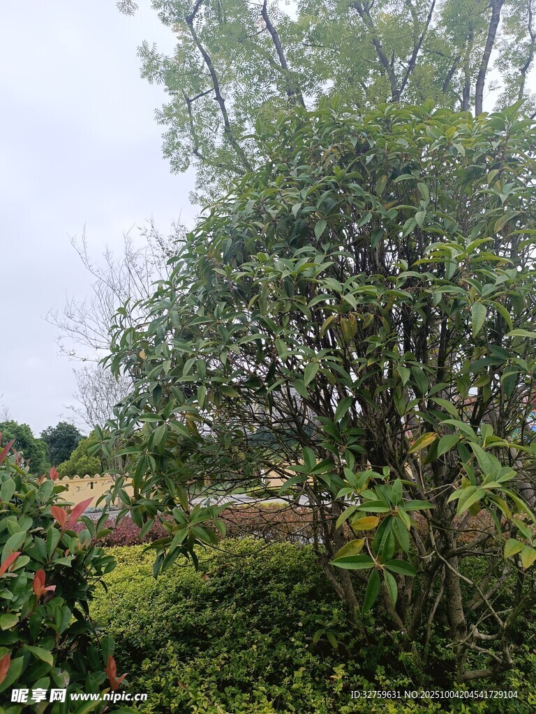繁茂绿树 