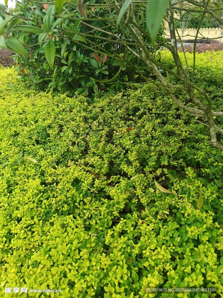 翠绿繁茂的丛生植物景观