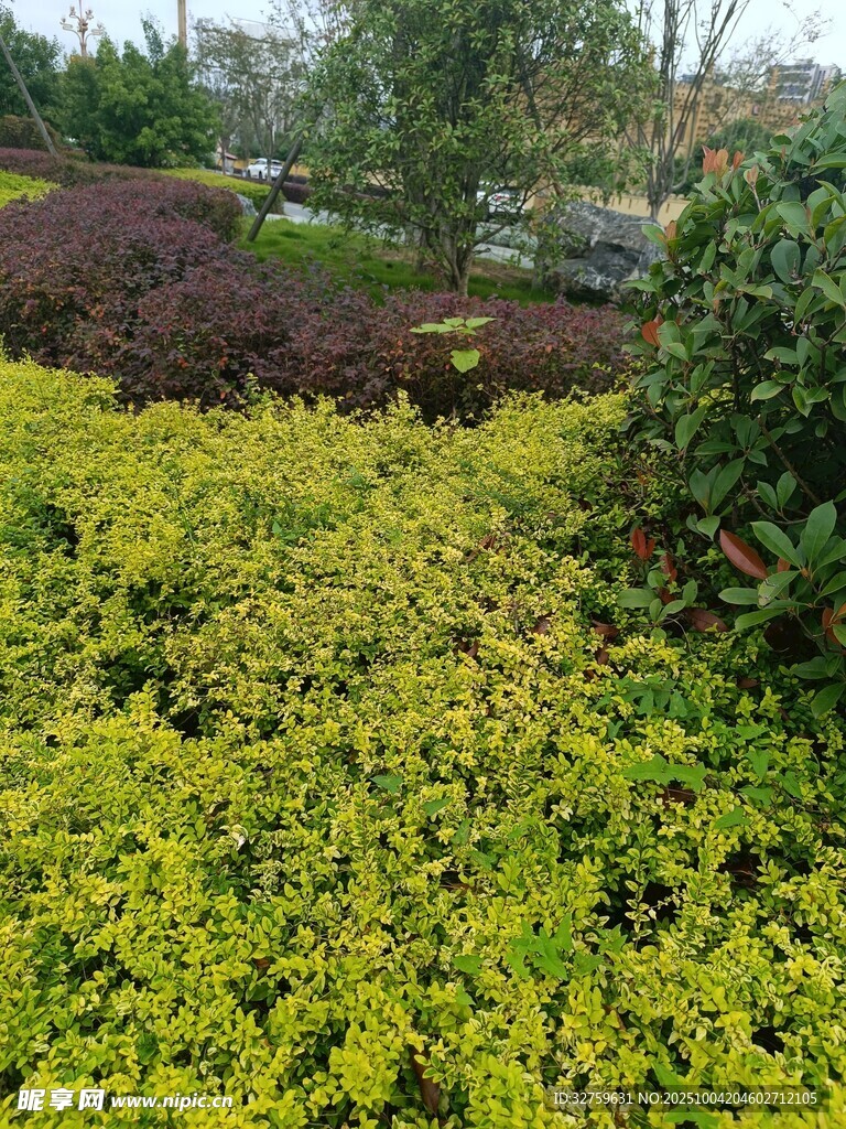 绿意盎然的多彩植物景观