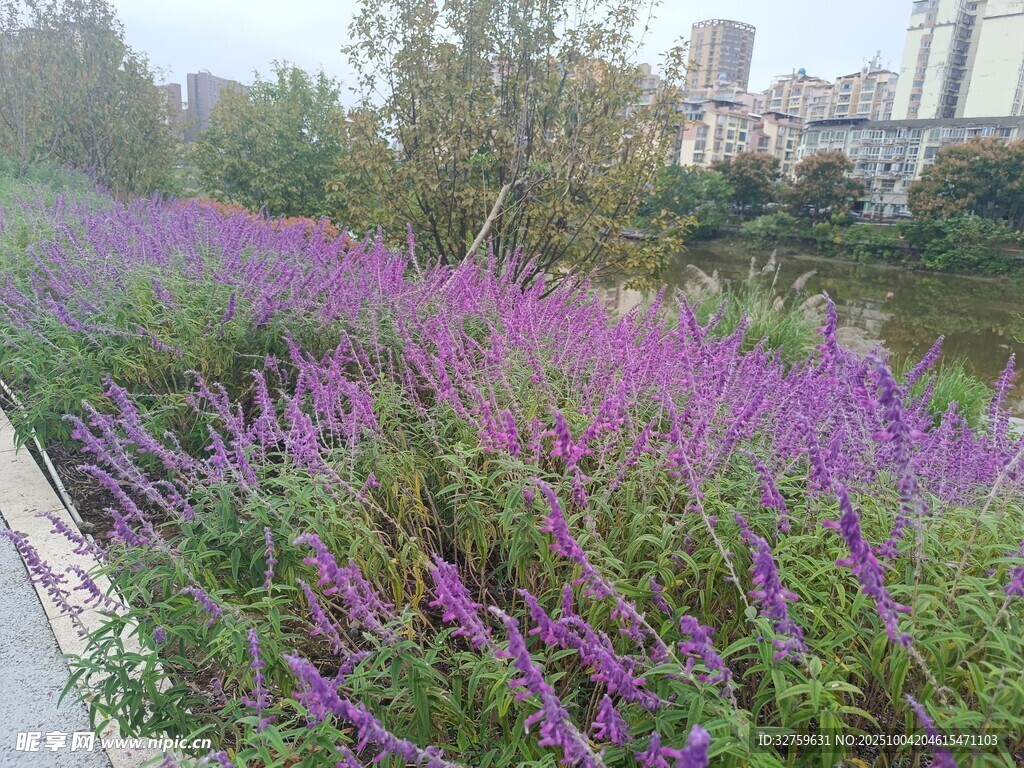 河畔紫花绽放美景