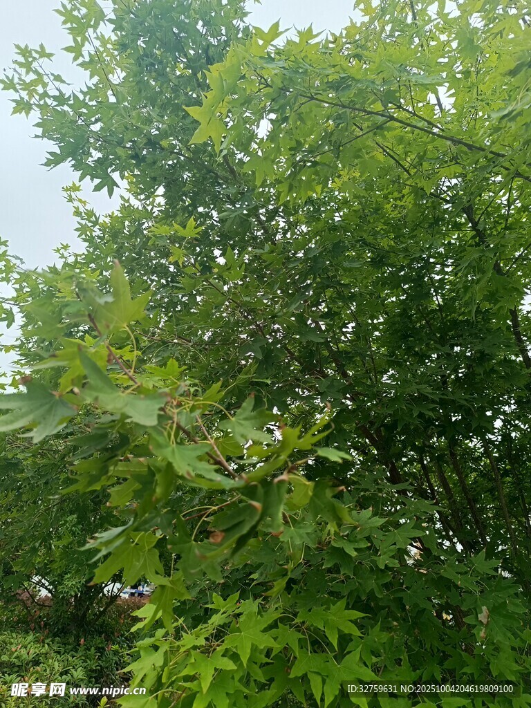 繁茂绿树展现自然生机