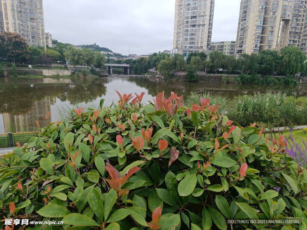 河畔绿植与远处高楼景致