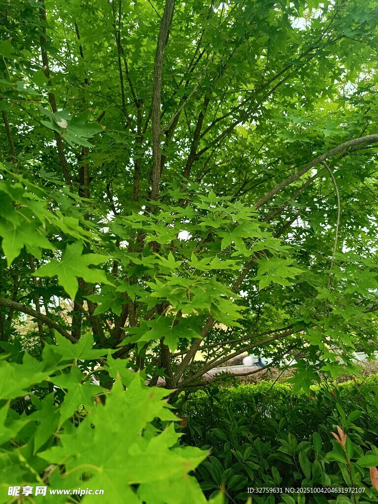 繁茂绿叶间的生机景象