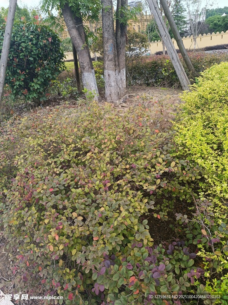 多彩灌木丛景观