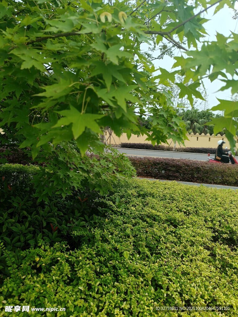 绿意盎然的户外景致