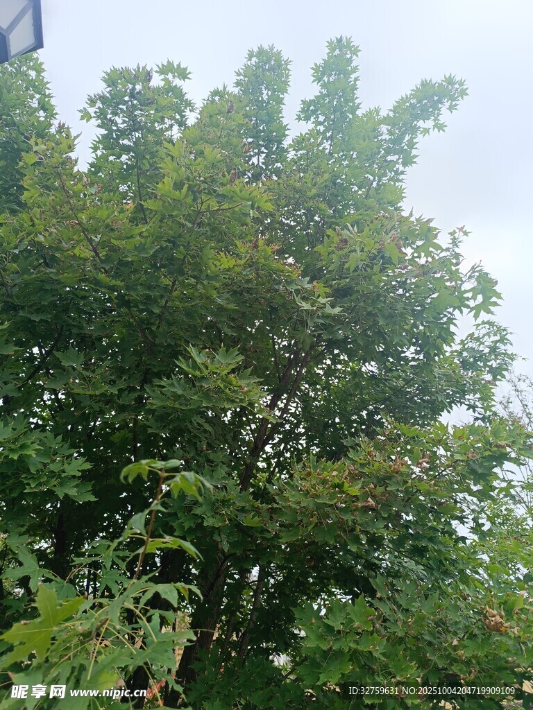 绿叶繁茂的树木景观