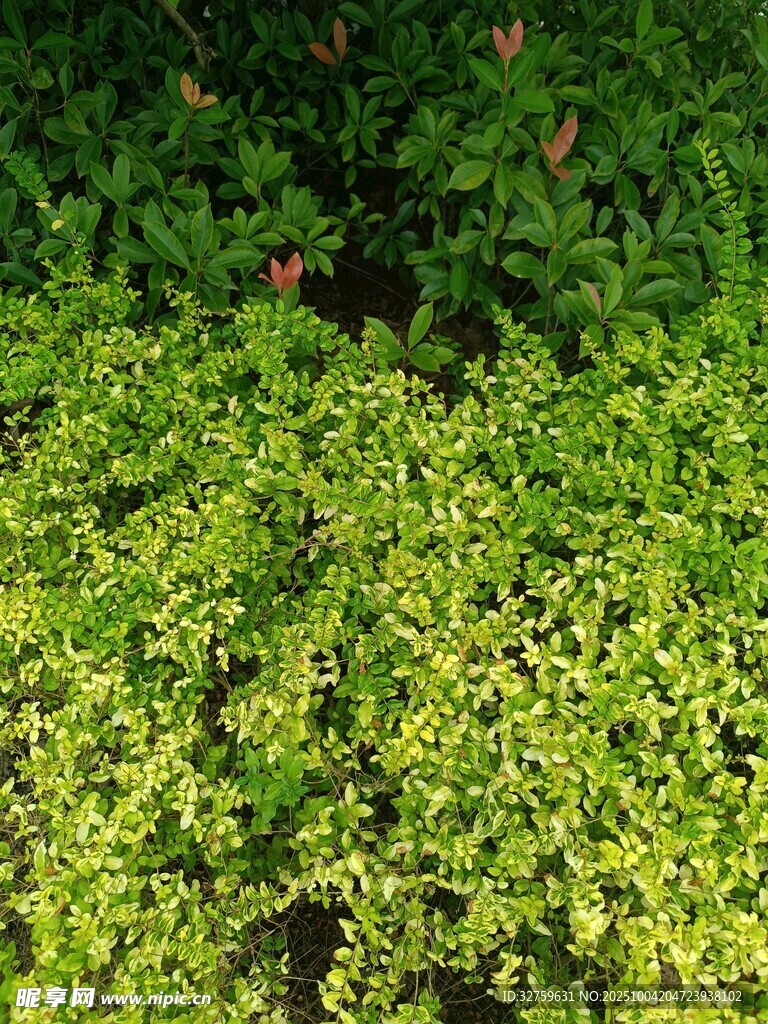 翠绿繁茂的绿植景观