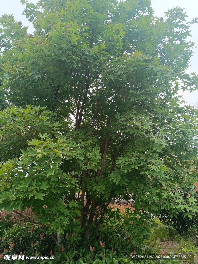 茂盛绿树 